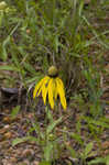 Pinnate prairie coneflower